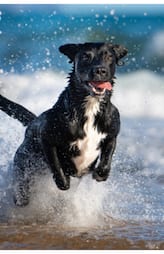  Don't miss these 6 things when raising a Labrador Retriever