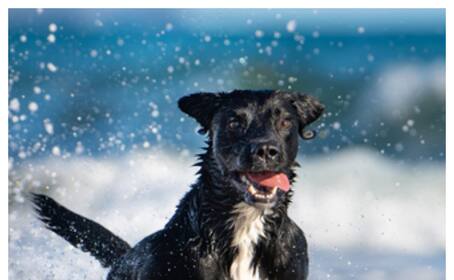  Don't miss these 6 things when raising a Labrador Retriever