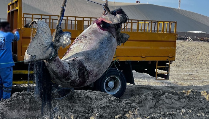 Body of rare marine mammal found in Qatar, with wounds all over its body