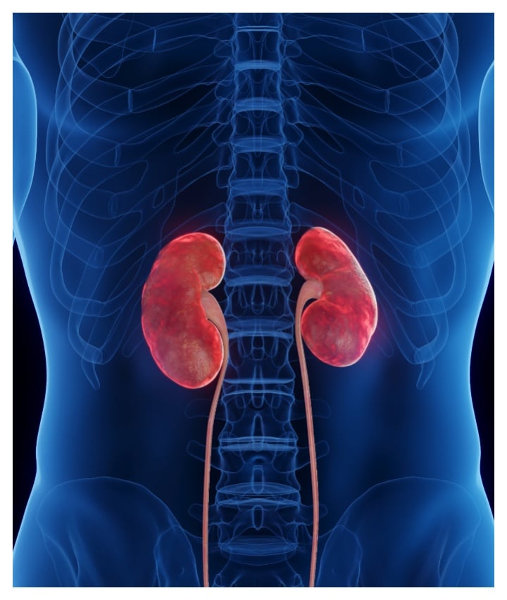 foods to protect and heal your kidneys