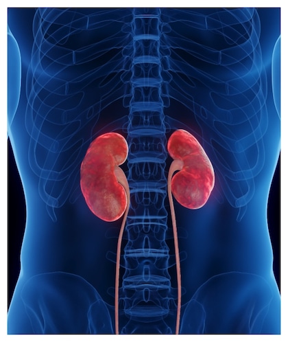 Kidney: కిడ్నీలు ఆరోగ్యంగా ఉండాలంటే తినాల్సిన ఆహారాలు ఏవో తెలుసా?