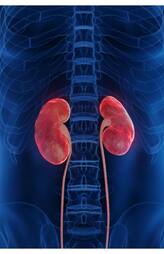foods to protect and heal your kidneys