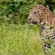 Body of a young man bitten by a tiger found in Kalikavu, Malappuram