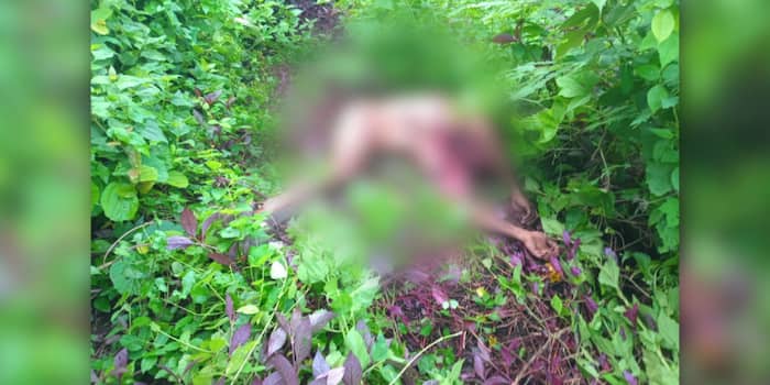 മലപ്പുറം കാളികാവിൽ ടാപ്പിംഗ് തൊഴിലാളിയെ കടുവ  കടിച്ചുകൊണ്ടുപോയി കൊന്നു; മൃതദേഹം പകുതി ഭക്ഷിച്ച നിലയിൽ