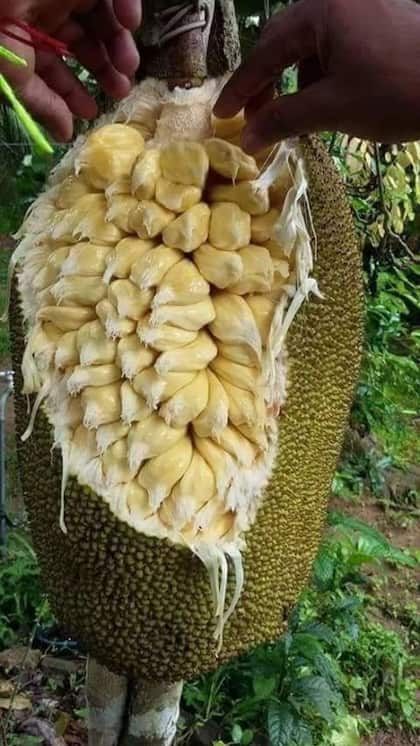 How to cut jackfruit