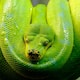 Plants That Attract Snakes Avoid These Plants Around Your Home in telugu KVG