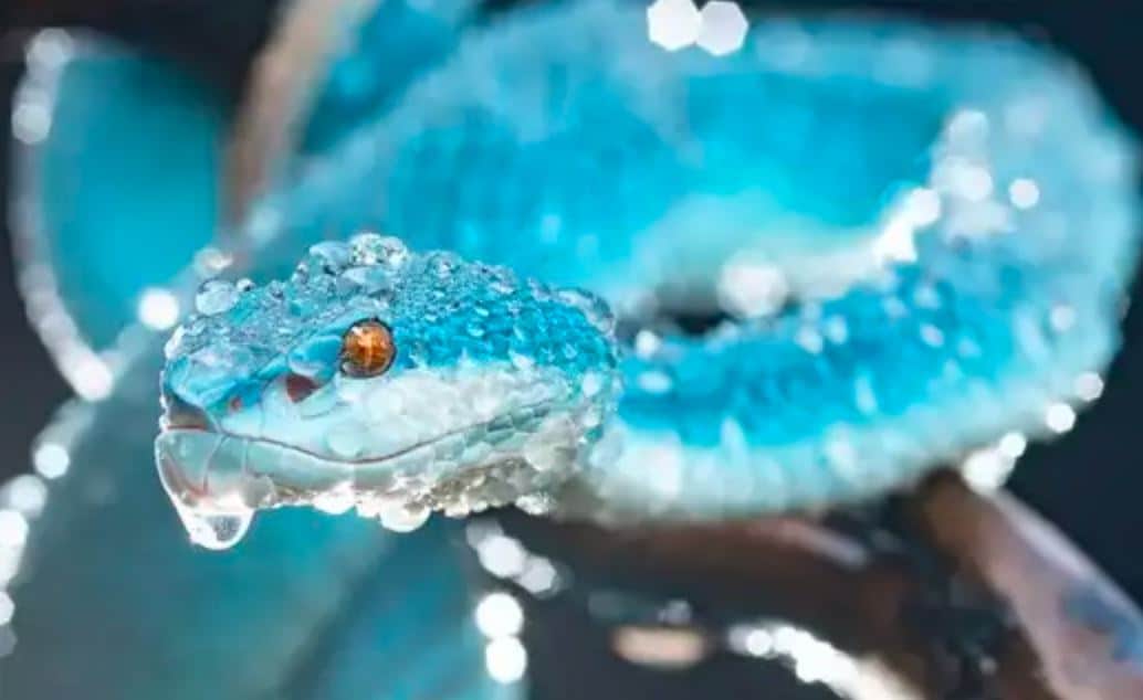 Colors of the Wild The Worlds Most Stunning Snakes