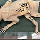 Mystery of the Michigan Mummy Unveiling the Secrets of a Bizarre Creature