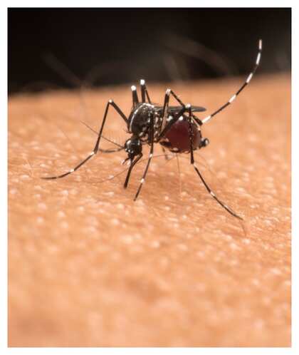 Dengue: డెంగ్యూ వచ్చినప్పుడు ఏమి తినాలి? ఏమి తినకూడదు?
