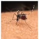 foods that people with dengue fever should eat