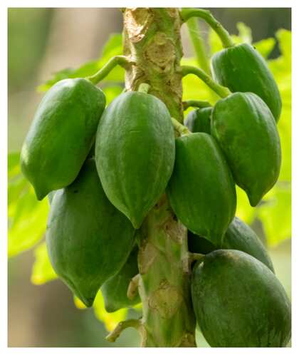 బొప్పాయి