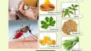 National Dengue Day 2025: Effective home remedies for fever; Read