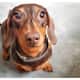 Do you give chocolate to your pet dog If so be careful