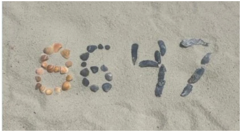  8647 what is 8647 seashells
