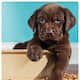 Do not feed these 5 foods to pets