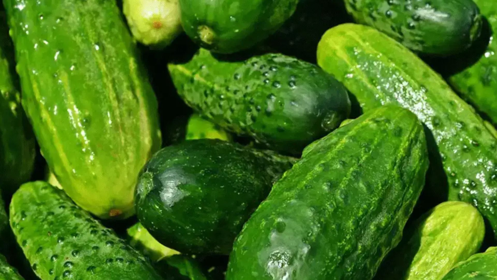 Cucumber traders' struggle in Hunsur at mysuru rav