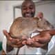 Carolina rat retires as a hero after saving many lives suc
