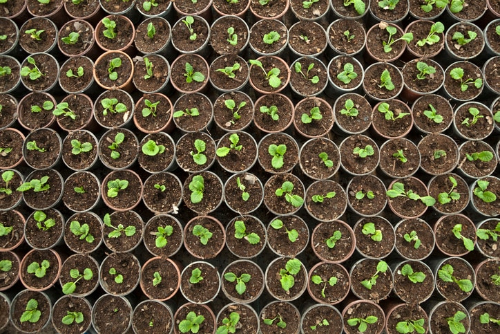 Here are 8 ways to preserve vegetable seeds without spoiling them
