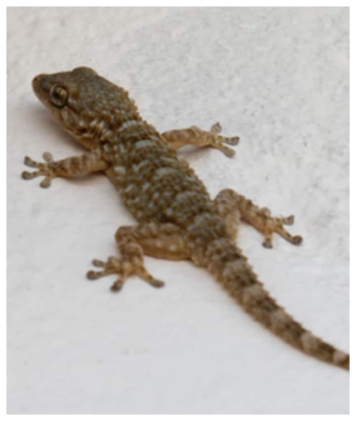 Here are 7 easy ways to get rid of lizards