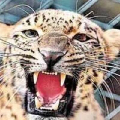 बिजनौर में 60 लोगों को मार डाला, 100 घायल, किलर है खतरनाक गुलदार