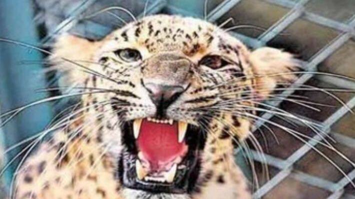 बिजनौर में 60 लोगों को मार डाला, 100 घायल, किलर है खतरनाक गुलदार