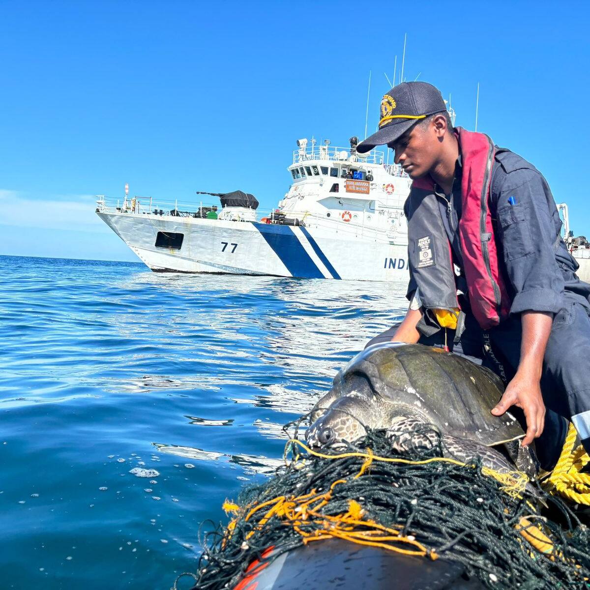 What is Operation Olivia: Indian Coast Guard's mission to protect Olive Ridley Turtles