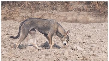 the Indian grey wolf was found in Delhi after 80 years the Indian grey wolf was found in Delhi after 80 years