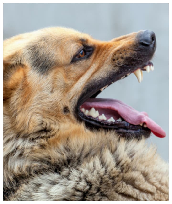 7 causes of rabies