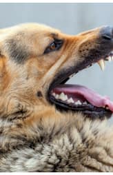 7 causes of rabies