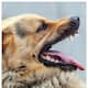 7 causes of rabies