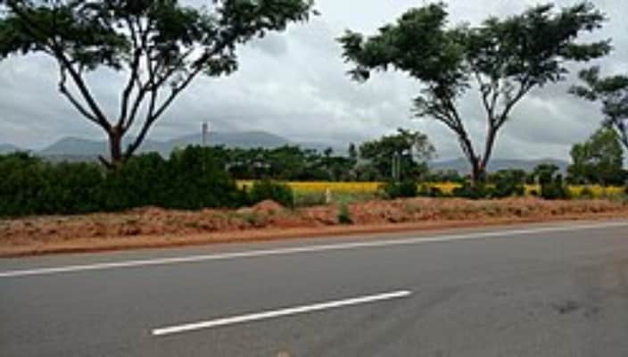 potted cannabis plant found on Kolagapara National Highway Meenangadi 