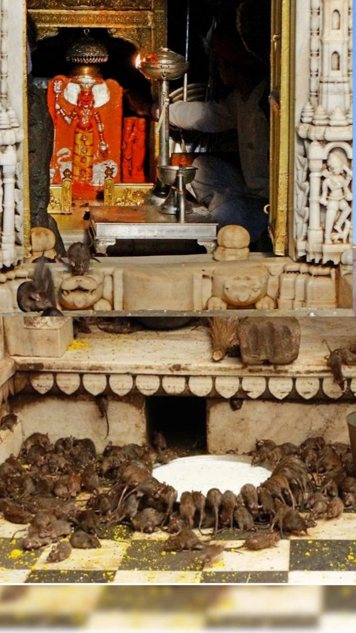 Karni Mata Temple Mysteries and White Rat Significance rav