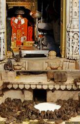 Karni Mata Temple Mysteries and White Rat Significance rav