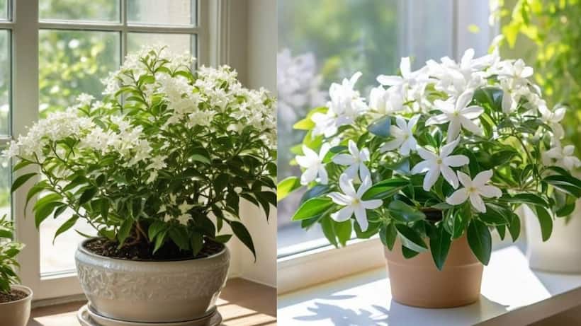 How to grow jasmine in pots 
