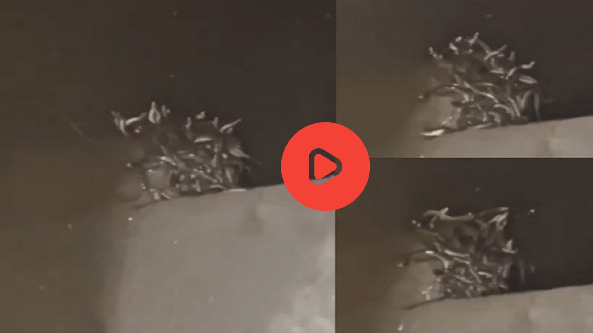 70 snakes found in Hardi Dolly village house shocking video san