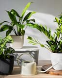 Gardening Guide: Top 10 low-maintenance plants for busy gardeners