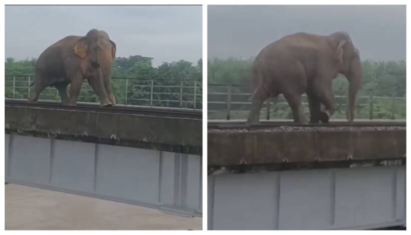 'ബലമുണ്ടോന്ന് ഞാൻ നോക്കട്ടെ'; ജിനാരി നദിക്ക് കുറുകെ പണിത പുതിയ റെയില്‍ പാലത്തിലൂടെ നടക്കുന്ന ആന, വീഡിയോ വൈറൽ