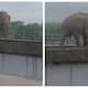 elephant crossing the newly constructed railway bridge over the Ginari river the video goes viral