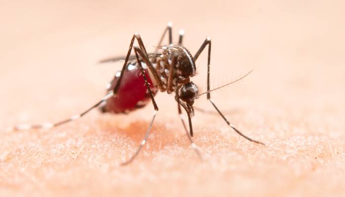 Dengue Mosquito