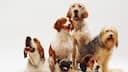 6 summer safety tips for dogs every pet parent should know