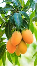 Mangoes: అతిగా మామిడి పండ్లు తింటే.. ఈ సైడ్ ఎఫెక్ట్స్ ఖాయం..!