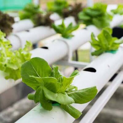 Gardening Guide: Hydroponic Gardening for beginners to grow plants without soil
