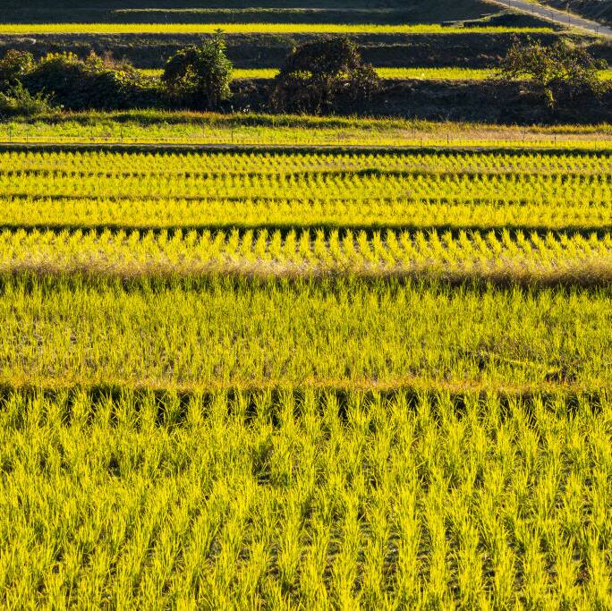 Why rice prices are soaring in Japan? Inflation, shortages, and struggle to feed a nation
