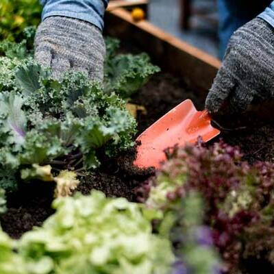 Gardening Guide: What is Companion Planting? Which plants survive together and Why