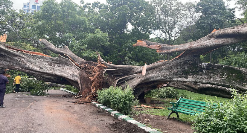 lalbagh tree collaps