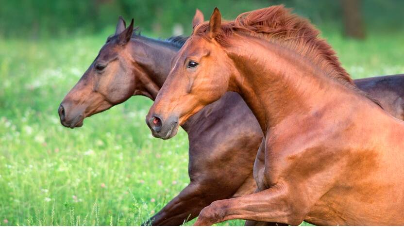 horse