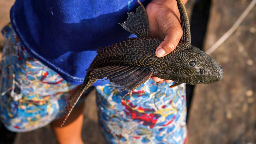 Armored fish scales