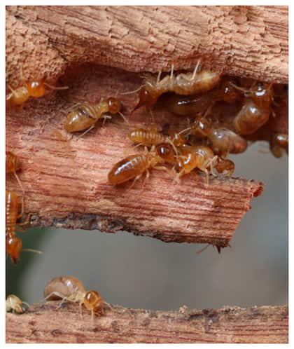 How to eliminate termites and protect your wooden furniture?