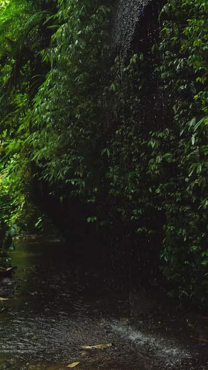 Periyar Wildlife Sanctuary, Kerala