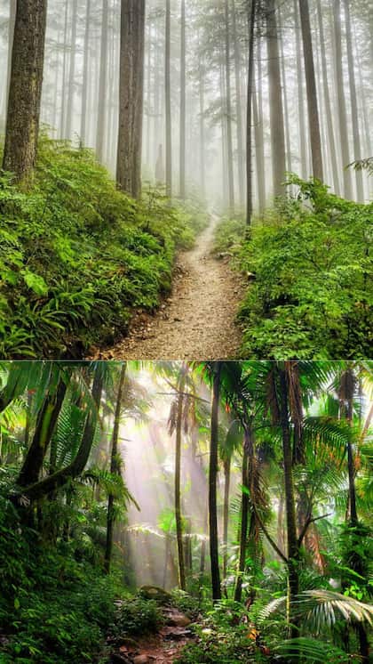 Kaziranga National Park, Assam